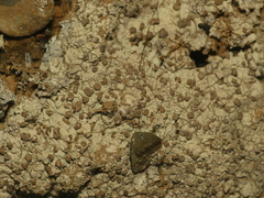 Baeomyces placophyllus