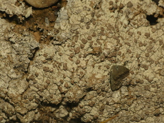 Baeomyces placophyllus