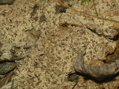 Baeomyces placophyllus