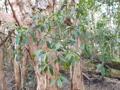 Acronychia littoralis