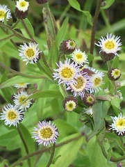 Erigeron acris kamtschaticus