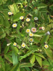 Erigeron acris kamtschaticus