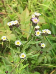 Erigeron acris kamtschaticus