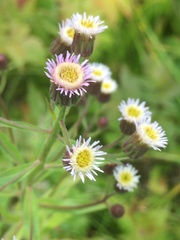 Erigeron acris kamtschaticus