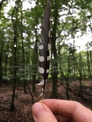 Dendrocoptes