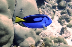 Paracanthurus hepatus