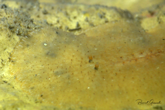 Planocera ceratommata