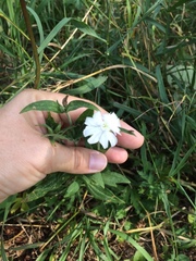 Silene latifolia alba