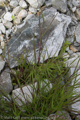 Torreyochloa pallida