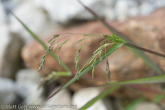Torreyochloa pallida