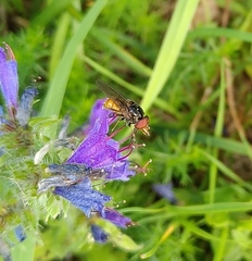 Rhingia