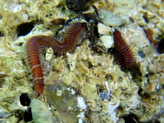 Leodice torquata