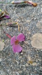 Dianthus saxicola