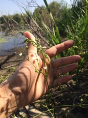 Alisma plantago-aquatica
