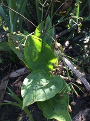 Alisma plantago-aquatica