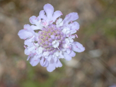 Scabiosa canescens