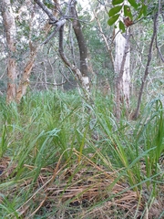 Cladium procerum