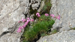 Dianthus saxicola