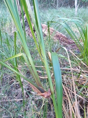 Cladium procerum