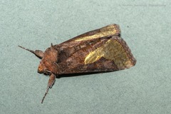 Thysanoplusia intermixta