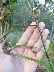 Cladium procerum