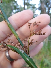 Cladium procerum