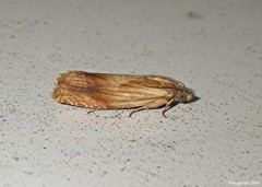 Eucosma umbrastriana