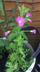 Epilobium hirsutum