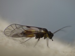 Elipsocus hyalinus