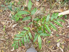 Alpinia arundelliana