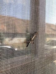 Aiolopus thalassinus