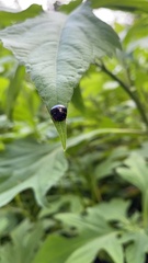 Paracopta duodecimpunctata