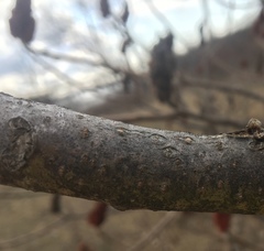 Phaeocalicium curtisii