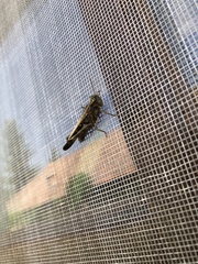 Aiolopus thalassinus