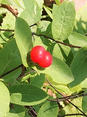Lonicera chamissoi
