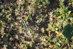Eriospermum lanceifolium
