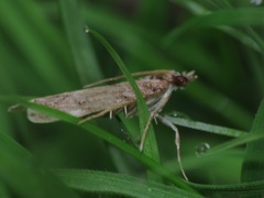 Eudonia mercurella