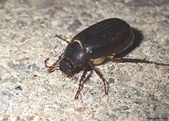 Phyllophaga rugosa