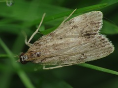 Eudonia mercurella
