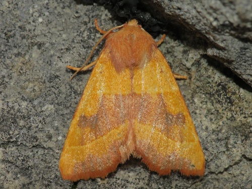 Centre-barred Sallow