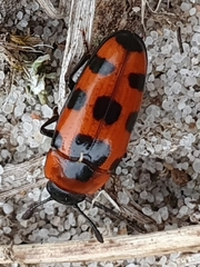 Episcaphula australis