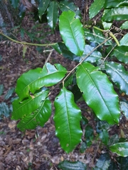 Mischocarpus pyriformis