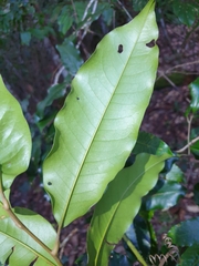 Mischocarpus pyriformis