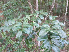 Mischocarpus pyriformis