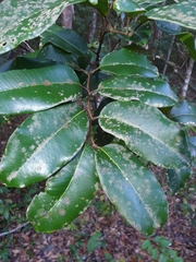 Mischocarpus pyriformis