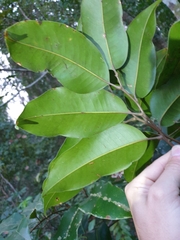 Mischocarpus pyriformis