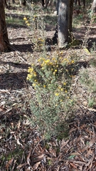 Pultenaea gunnii