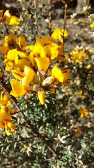 Pultenaea gunnii