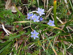 Gentiana nipponica