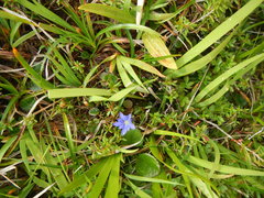 Gentiana nipponica